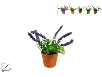 PIANTINA C/FIORI LAVANDA