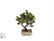 PIANTA BONSAI